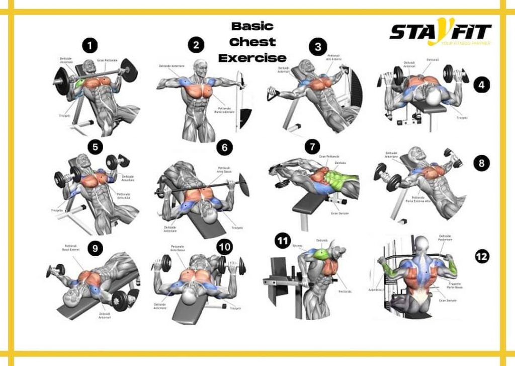 StayFit Fitness Presents Basic chest exercises